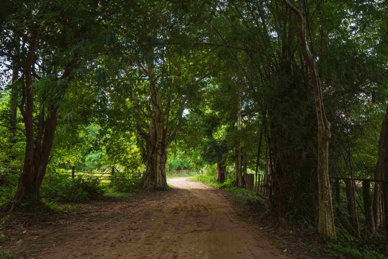 A shaded track disappears beneath the woodland canopy.