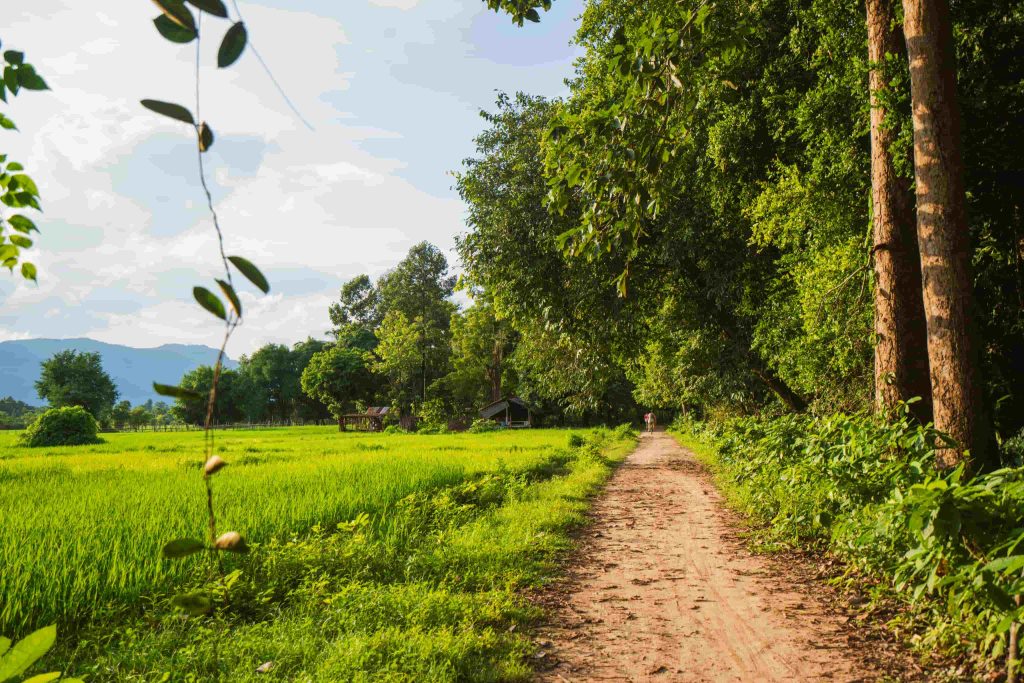 An earthen path between green rice fields and shade trees.