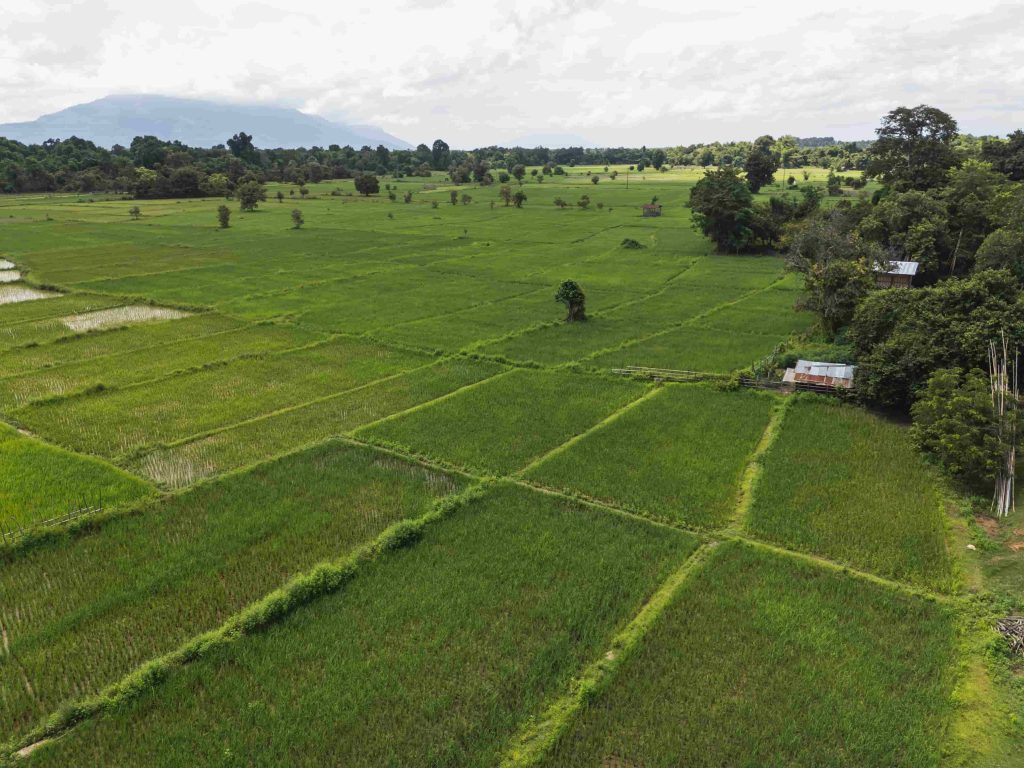 Rice paddies form a patchwork through the island’s green interior.