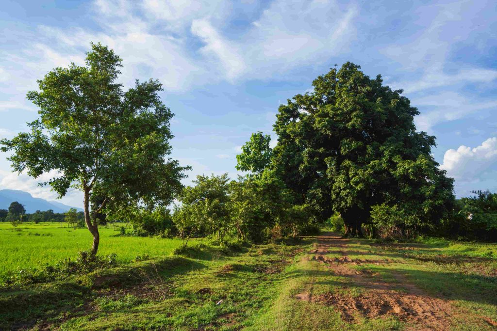 A track passes beneath the trees at the edge of the fields.