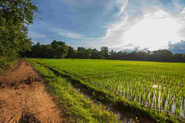 A path follows the edge of a flooded green rice field.