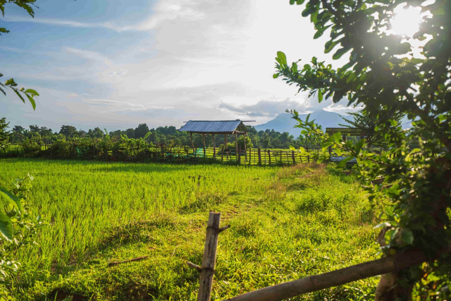 Sunlight reaches a green rice field between the trees.