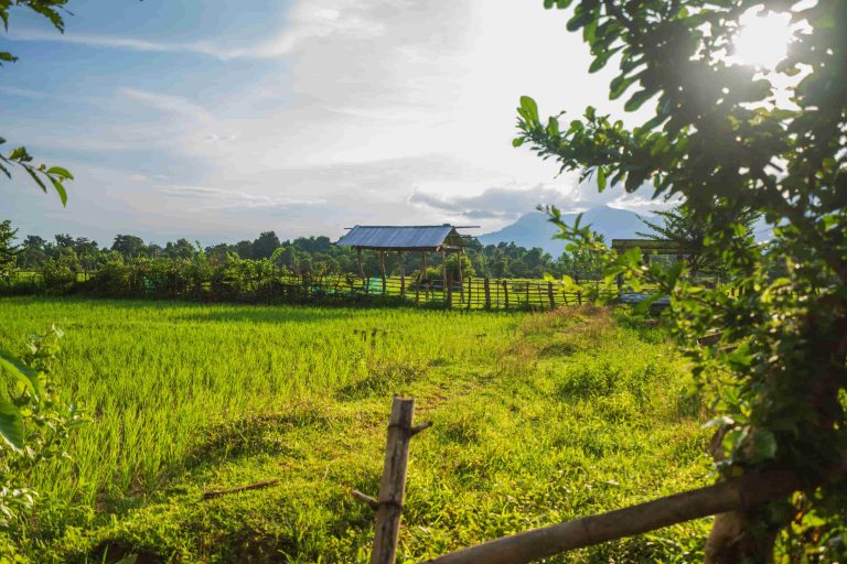 Sunlight reaches a green rice field between the trees.