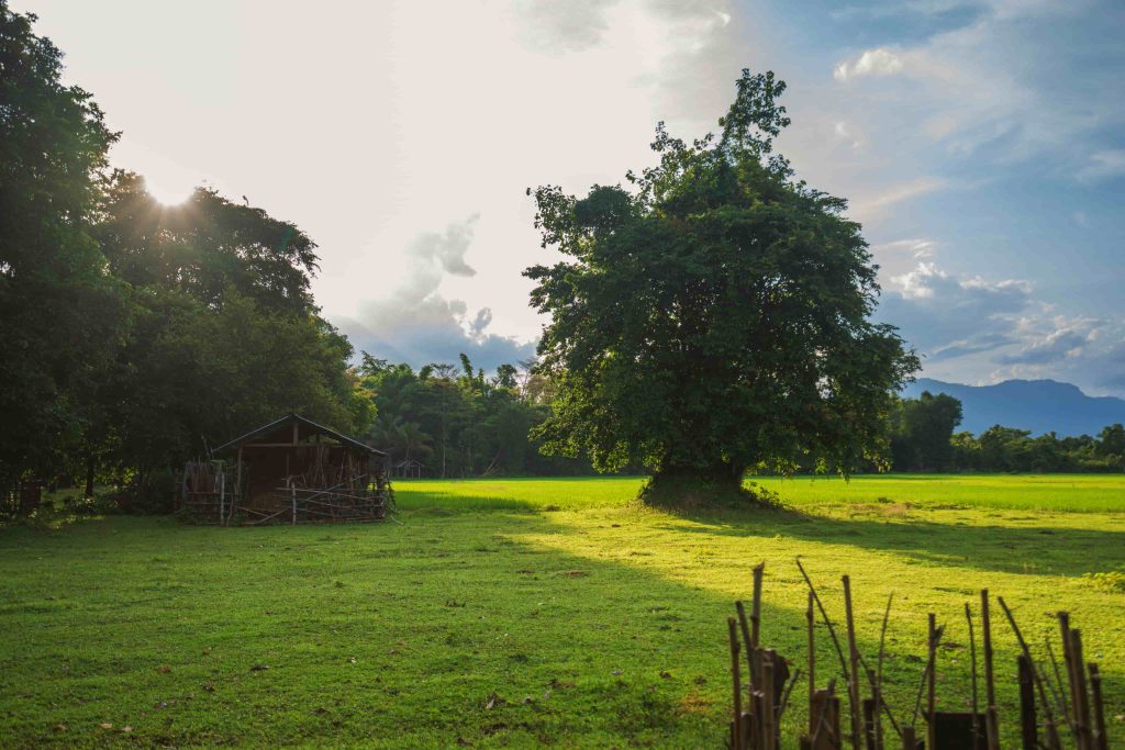 Sunlight in a grassy clearing beneath mature trees.