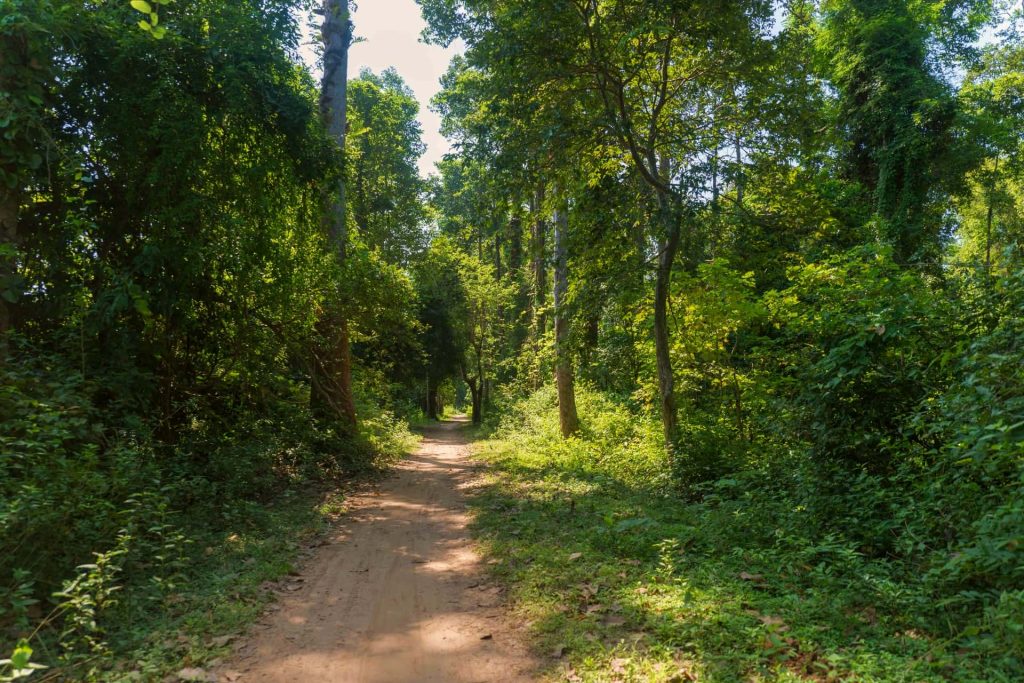 A narrow path winds between the island’s trees.