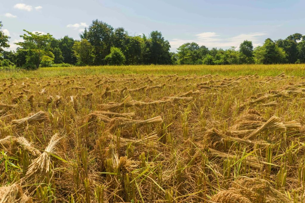 Rice stubble remains in a field after the harvest.
