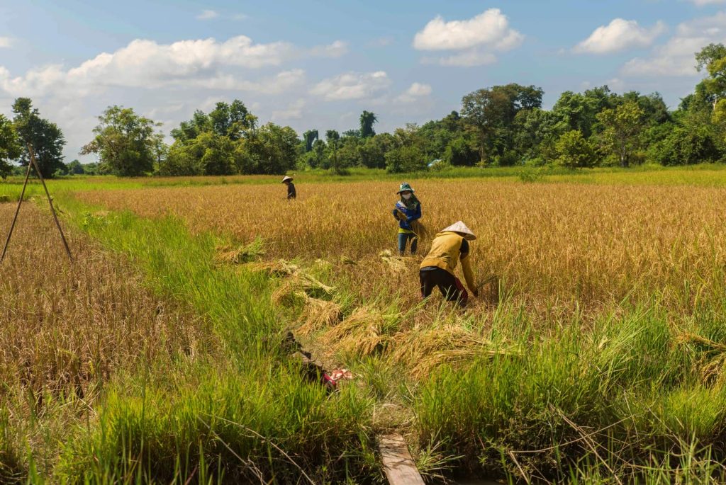 Harvest work in a rice field on the island.