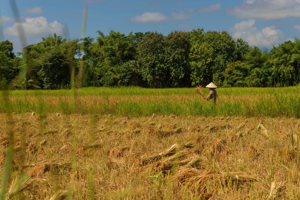 A worker among the rice fields on Don Daeng.
