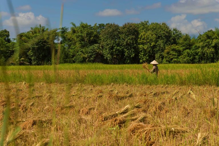 A worker among the rice fields on Don Daeng.