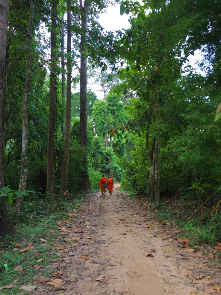 Tall woodland trees above a path, with figures in the distance.