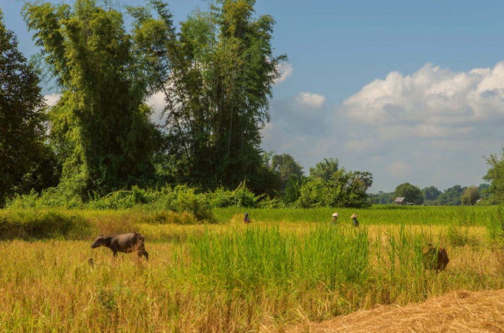 Water buffalo beside the rice fields and bamboo.
