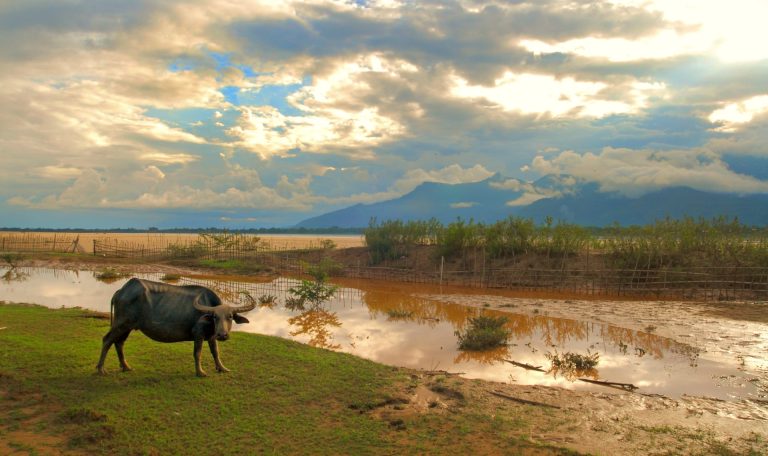 Water buffalo pause beside shallow water.