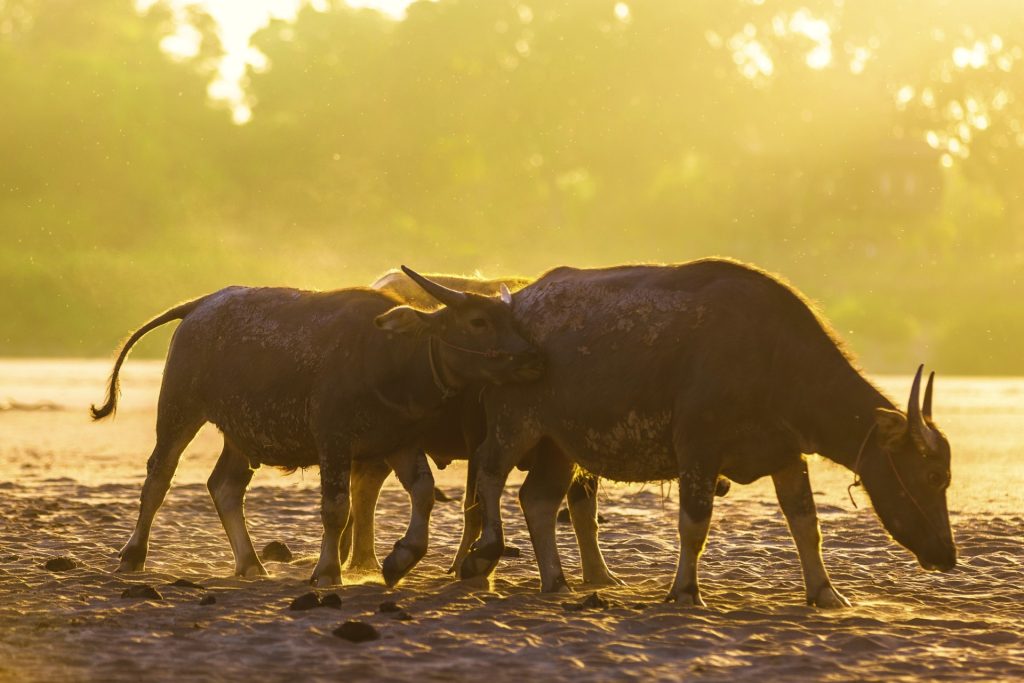 Water buffalo in the warm light beside the fields.