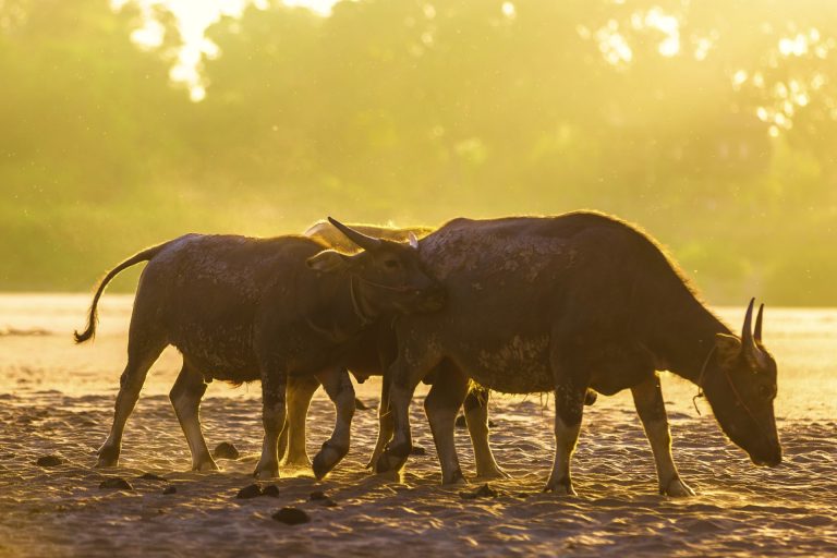 Water buffalo in the warm light beside the fields.