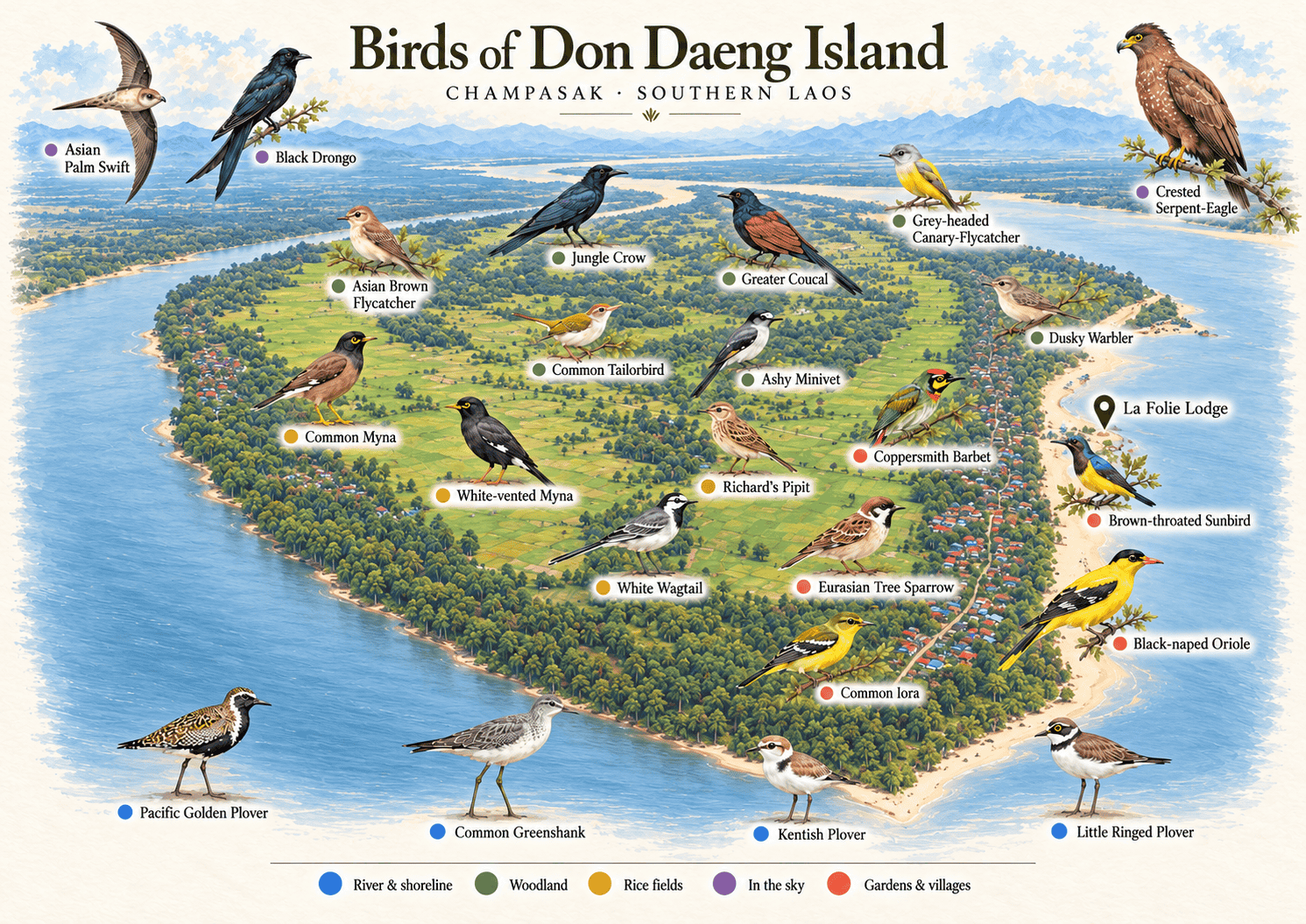 Birds of Don Daeng Island · An illustrated island guide